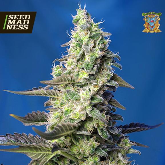 Green Poison Auto XL Feminised Seeds (Sweet Seeds)