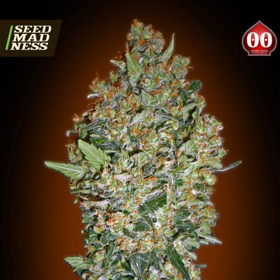 Hashchis Berry (Cheese Berry) Feminised Seeds (00 Seeds Bank)