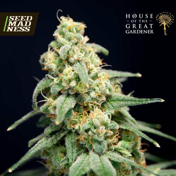 Here Comes the Barb Feminised Seeds (House of The Great Gardener)