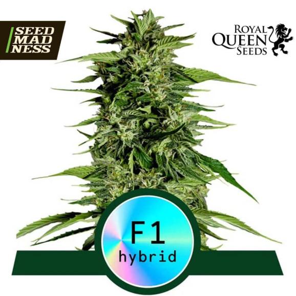 Hyperion F1 Automatic Feminised Seeds (Royal Queen Seeds)