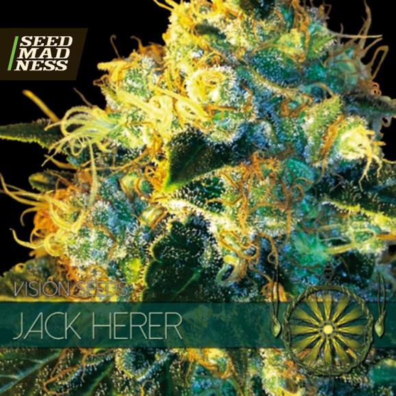 Jack Herer Feminised Seeds (Vision Seeds)