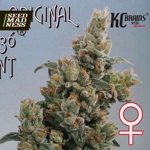 KC36 Feminised Seeds (KC Brains)