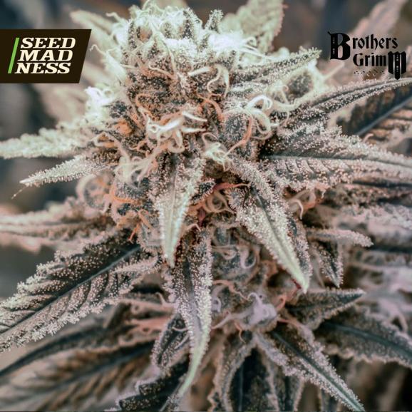 Killer Queen Feminised Seeds (Brothers Grimm Seeds)