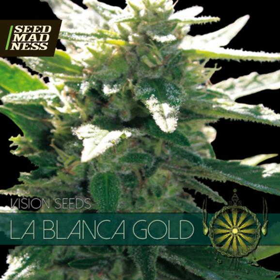 La Blanca Gold Auto Feminised Seeds (Vision Seeds)
