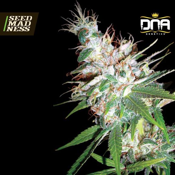 L.A. Woman Feminised Seeds (DNA Genetics)