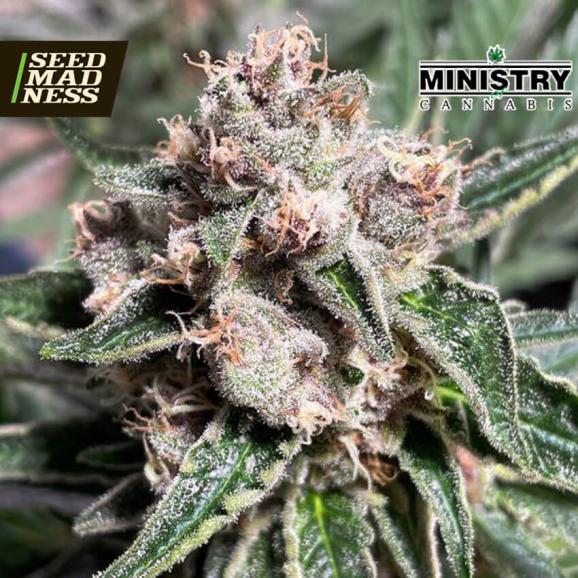 Mars Mellow Feminised Seeds (Ministry of Cannabis)