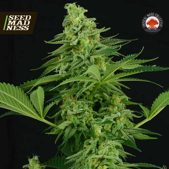 Moonshine Mass Feminised Seeds (Critical Mass Collective)