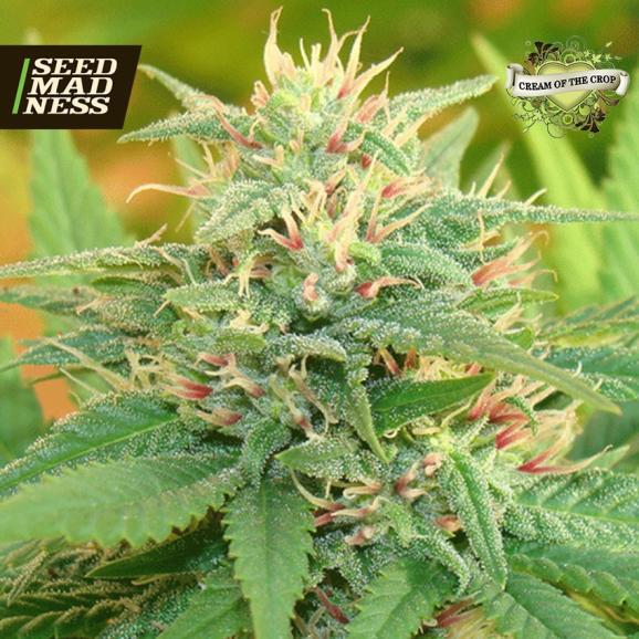 CLEARANCE - Narcotic Kush Auto Feminised Seeds (Cream of the Crop)
