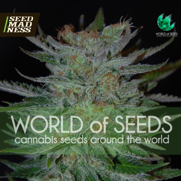 New York 47 (Legend Collection) Feminised Seeds (World Of Seeds)
