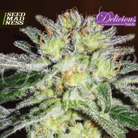 Northern Light Blue Feminised Seeds (Delicious Seeds)