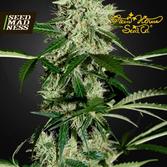 Northern Lights Auto Feminised Seeds (Green House Seed Co)