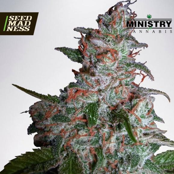 Northern Lights MOC Feminised Seeds (Ministry of Cannabis)