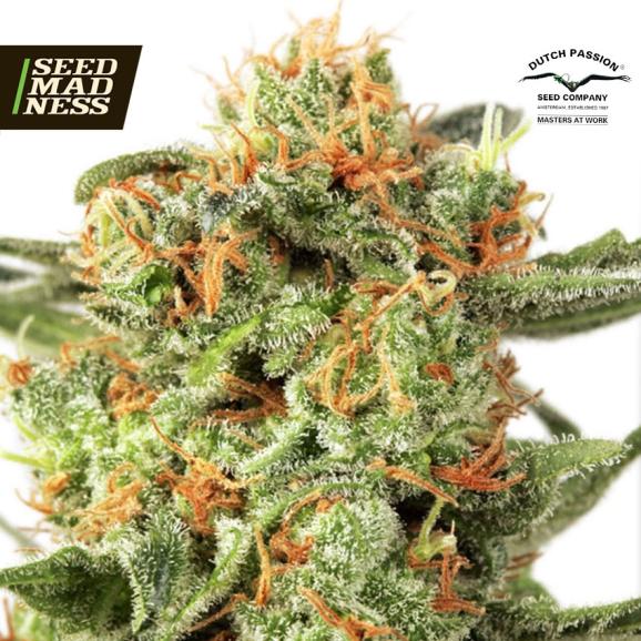 Orange Hill Special Feminised Seeds (Dutch Passion)