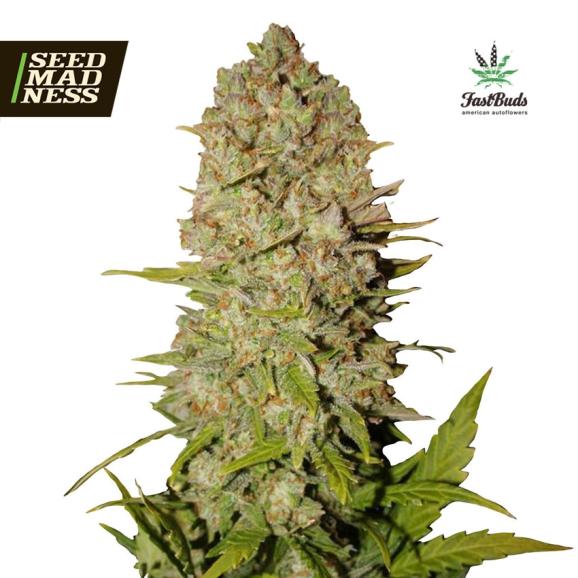 Pineapple Express Auto Feminised Seeds (Fast Buds)