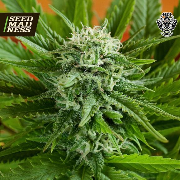 Pineapple Express Auto Feminised Seeds (G13 Labs)