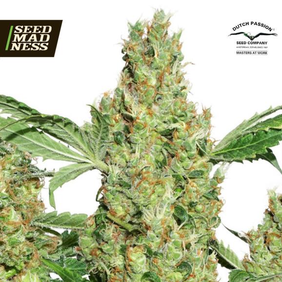 Power Plant Feminised Seeds (Dutch Passion)