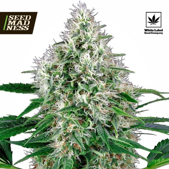 Pure Power Plant Auto Feminised Seeds (White Label Seed Co)