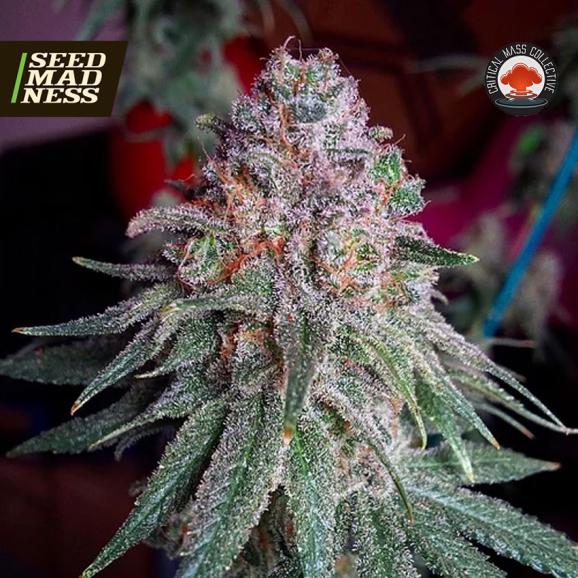 Purple Dawg Mass Feminised Seeds (Critical Mass Collective)