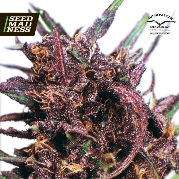 Purple#1 Regular Seeds (Dutch Passion)