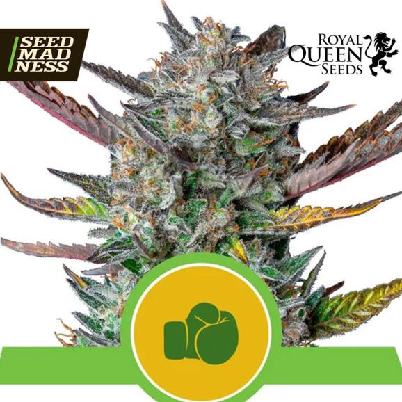 Purple Punch Automatic Feminised Seeds (Royal Queen Seeds)