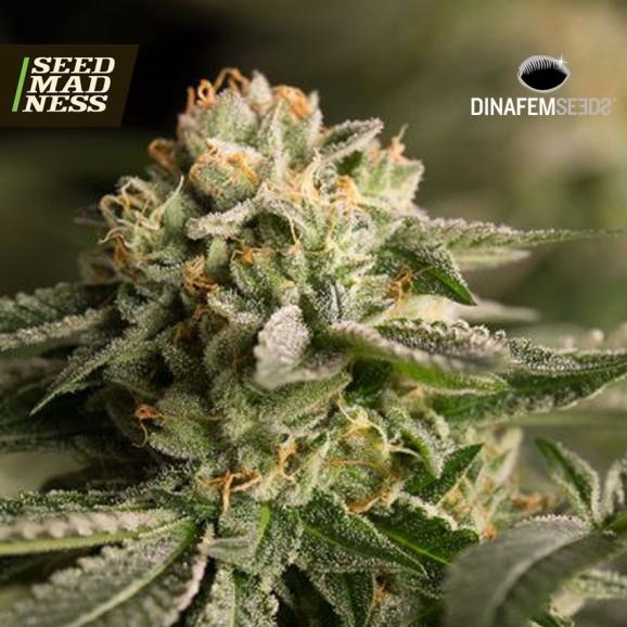 CLEARANCE - Remo Chemo Feminised Seeds (Dinafem)