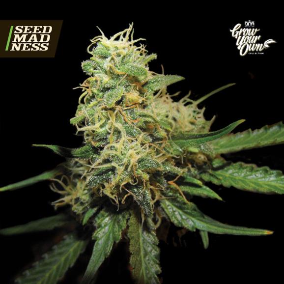 RKS (Grow Your Own) Feminised Seeds - DISCONTINUED (DNA Genetics)