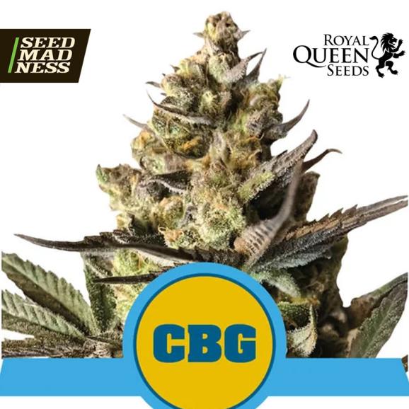 Royal CBG Automatic Feminised Seeds (Royal Queen Seeds)