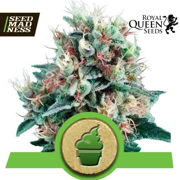 Royal Creamatic Auto Feminised Seeds (Royal Queen Seeds)