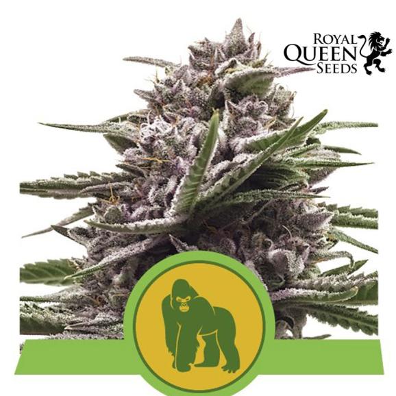 Royal Gorilla Auto Feminised Seeds (Royal Queen Seeds)