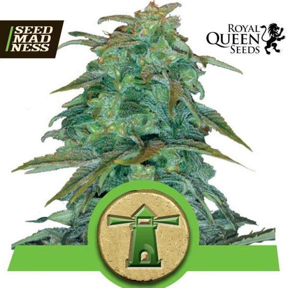 Royal Haze Automatic Feminised Seeds (Royal Queen Seeds)