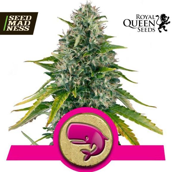 Royal Moby Feminised Seeds (Royal Queen Seeds)