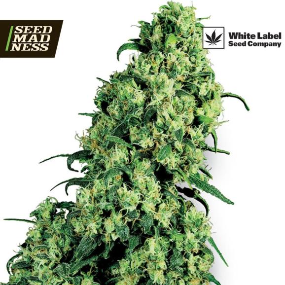 CLEARANCE - Skunk #1 Feminised Seeds (White Label Seed Co)