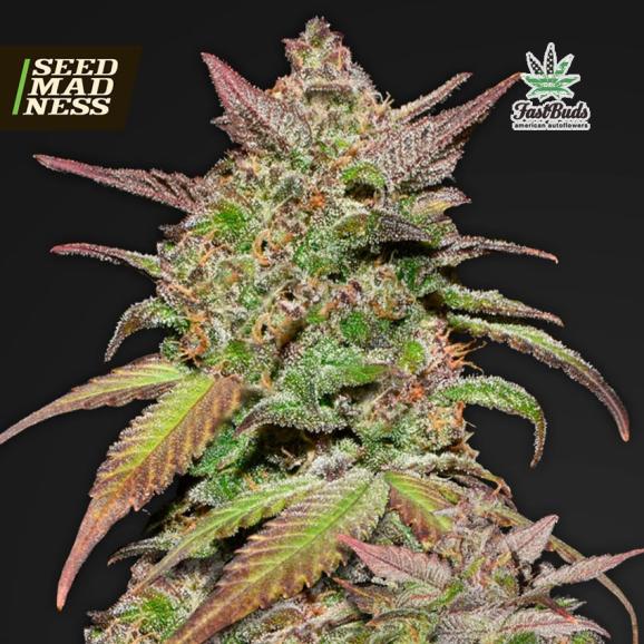 CLEARANCE - Smoothie Auto Feminised Seeds (Fast Buds)