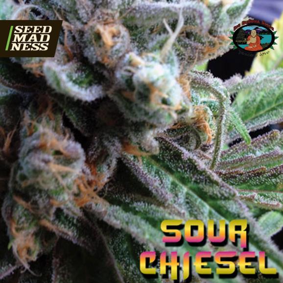 Sour Chiesel Feminised Seeds (Big Buddha Seeds)