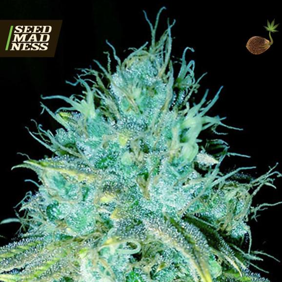 Sour Puss Feminised Seeds (Emerald Triangle)