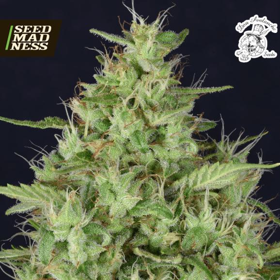 Don Star Dawg Feminised Seeds (Don Avalanche Seeds)