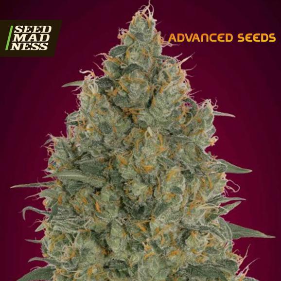CLEARANCE - Strawberry Gum Feminised Seeds (Advanced Seeds)