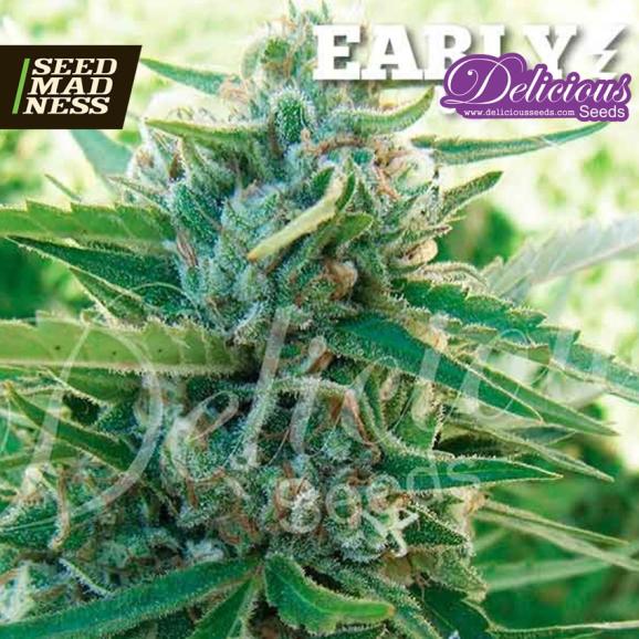 Sugar Black Rose (Early Version) Feminised Seeds (Delicious Seeds)