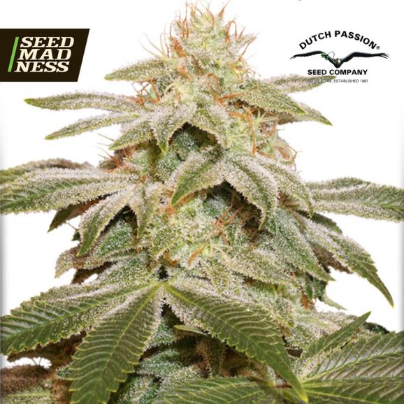 Sugar Bomb Punch Feminised Seeds (Dutch Passion)