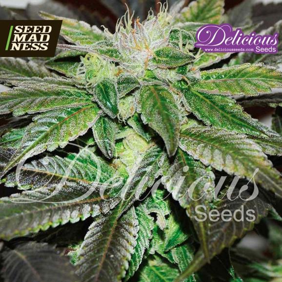 Sugar Candy Feminised Seeds (Delicious Seeds)
