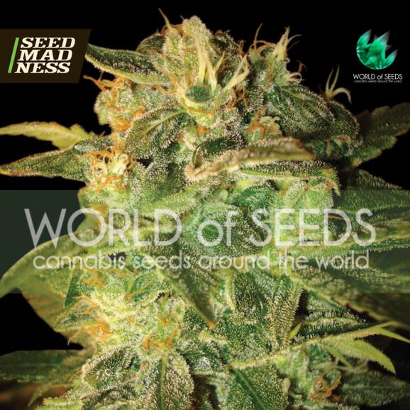 Sugar Mango Ryder Autoflowering Feminised Seeds (World Of Seeds)