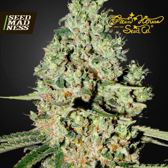 Super Critical Feminised Seeds (Green House Seed Co)