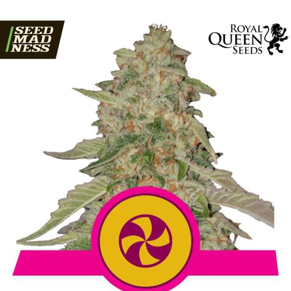 Sweet ZZ Feminised Seeds (Royal Queen Seeds)