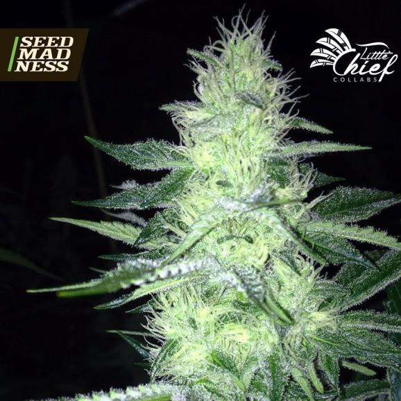 Tangie Ghost Train Feminised Seeds (Little Chief Collabs)