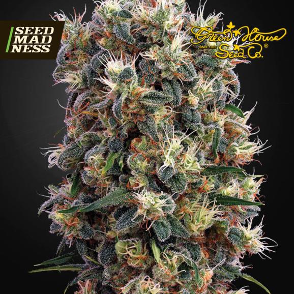 The Church Feminised Seeds (Green House Seed Co)