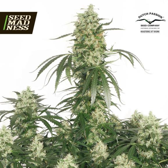 The Ultimate Feminised Seeds (Dutch Passion)