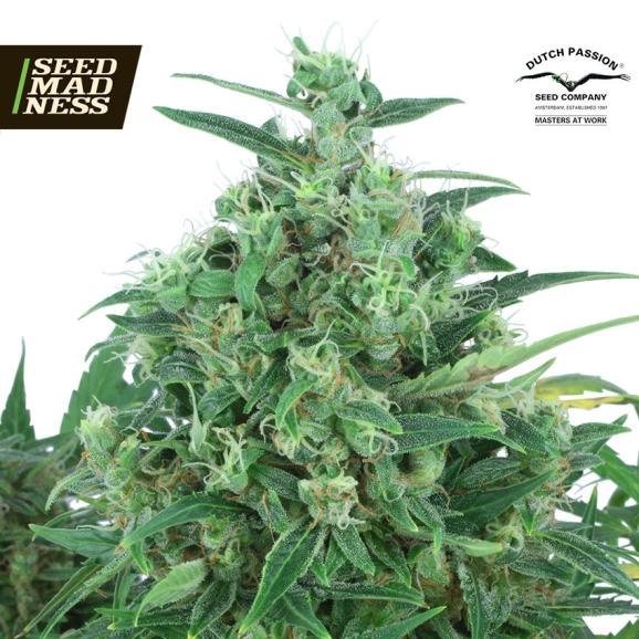 Think Different Auto Feminised Seeds (Dutch Passion)