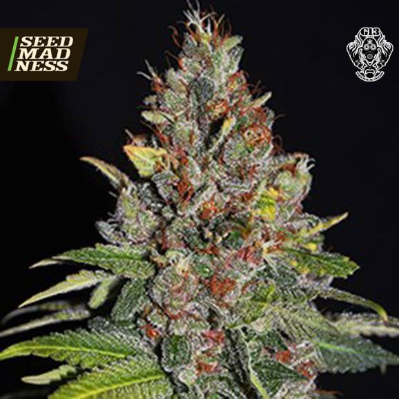 Tropical Punch Feminised Seeds (G13 Labs)