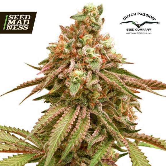 Tropical Tangie Feminised Seeds (Dutch Passion)