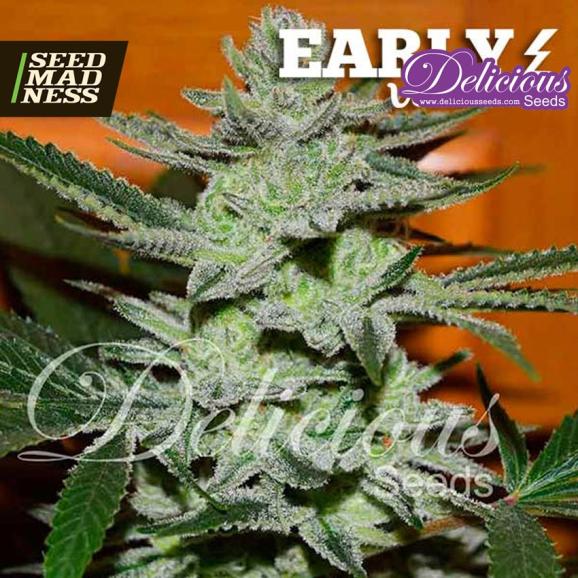 Unknown Kush Early Version Feminised Seeds (Delicious Seeds)